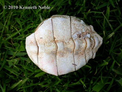 shell of common spider crab (Maja brachydactyla) Kenneth Noble